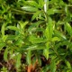 Чабер садовый - Satureja hortensis L. Семена. 10 гр.